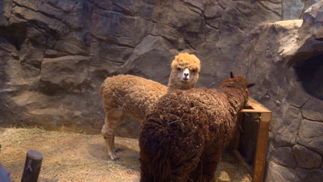 Two alpacas in a enclosure eating hay