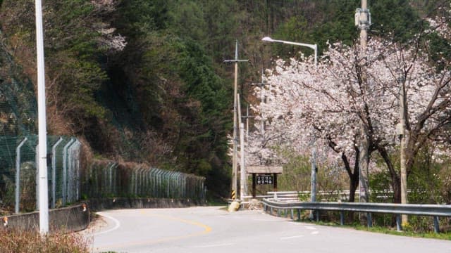 Winding rural road with cherry trees in full bloom on a sunny day
