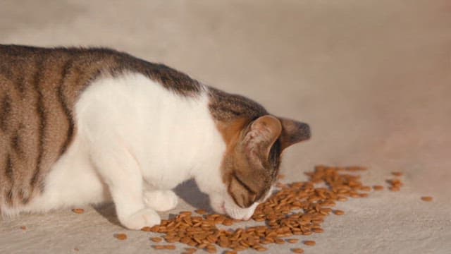 Cat eating feed