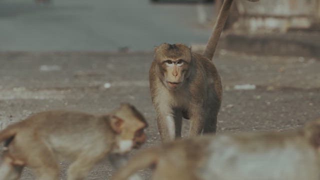 Monkeys Walking on the Street