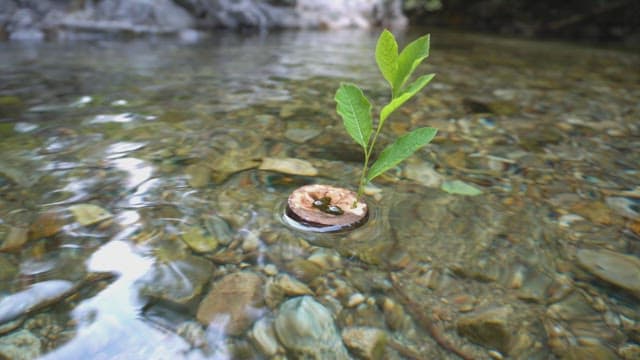 Small plant floating on a clear stream