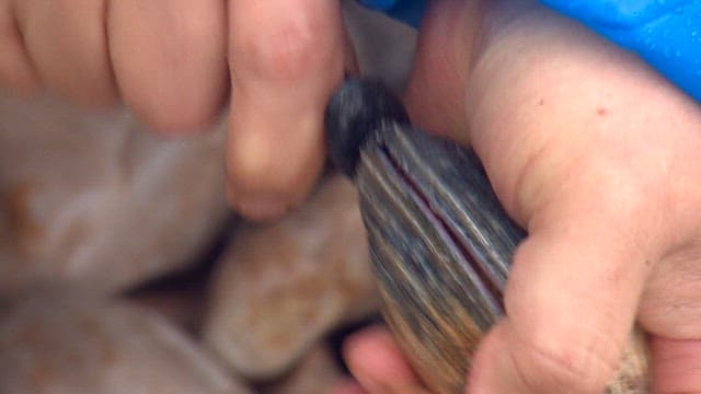 Shucking Fresh Clams