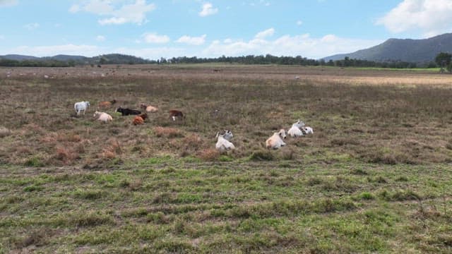 Horses and cows standing in a peaceful pasture
