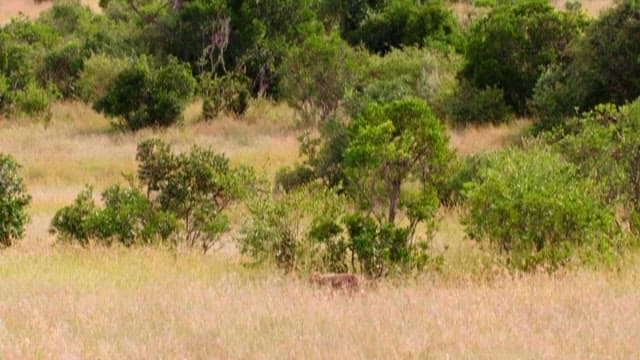 Cheetah Roaming Across a Grassy Meadow