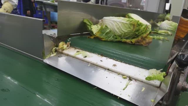 Cabbage being moved on a conveyor belt in a food factory