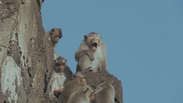 Monkeys Resting and Socializing on Rocky Cliff