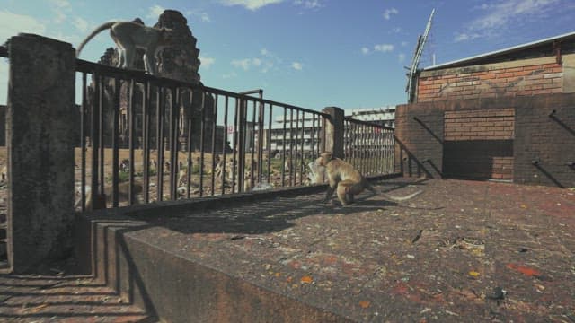 Monkeys Gathering Around a Fence