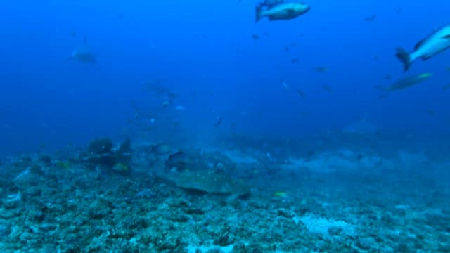 Underwater marine life in their natural habitat