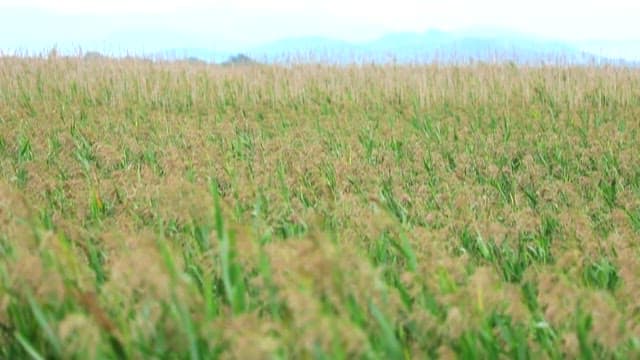 Vast Farm Field with Ripening Crops