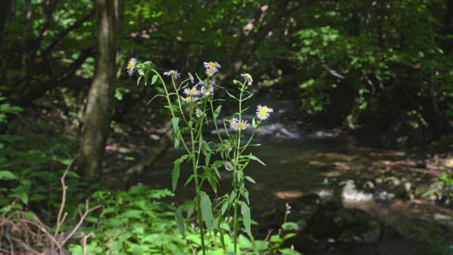 Wildflowers blooming by a forest stream