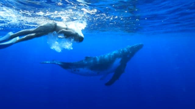 Diver Encountering a Majestic Whale Underwater