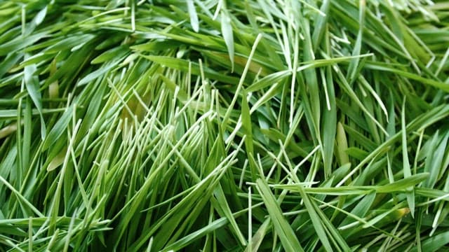 Fresh green barley sprouts harvested