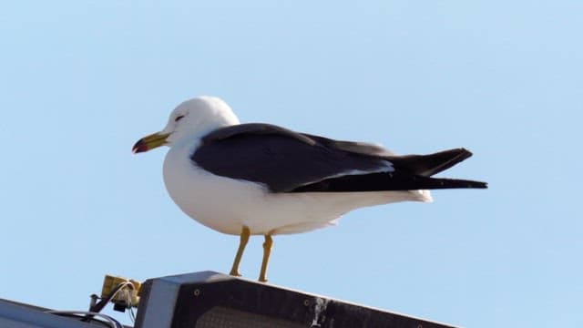 Seagull perched on a streetlamp on a sunny day