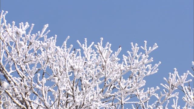 Snow-covered Trees Against a Cloudy sky