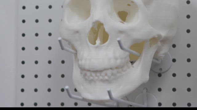 Skull model displayed on a pegboard