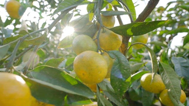 Fresh green leaves and tangerines hanging on orchard trees