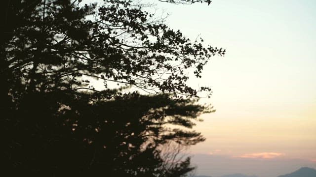 Silhouetted Trees Against a Twilight Sky