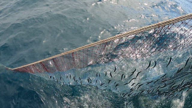 Commercial Fishing Nets Full of Fish at Sea
