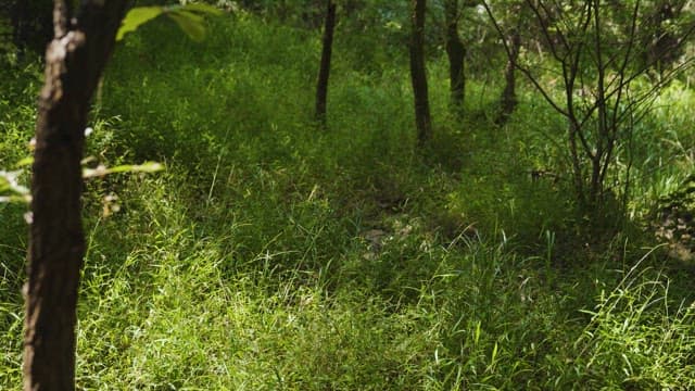 Sunlight Filtering Through a Dense Forest