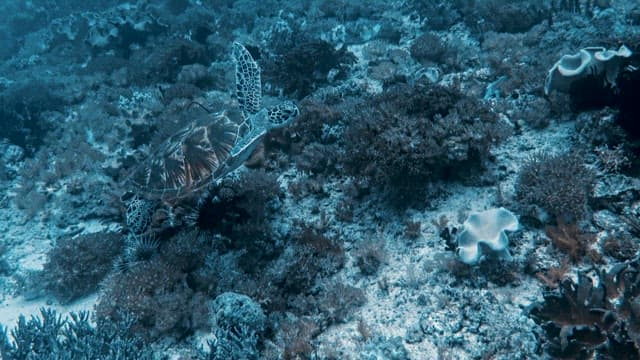 Serene Underwater View with Sea Turtle