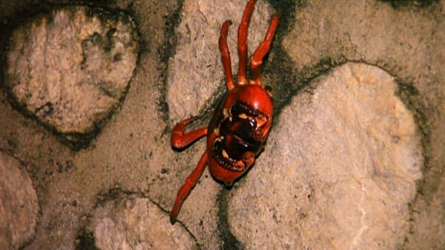 Close-up of a Red Crab on Rocky Surface