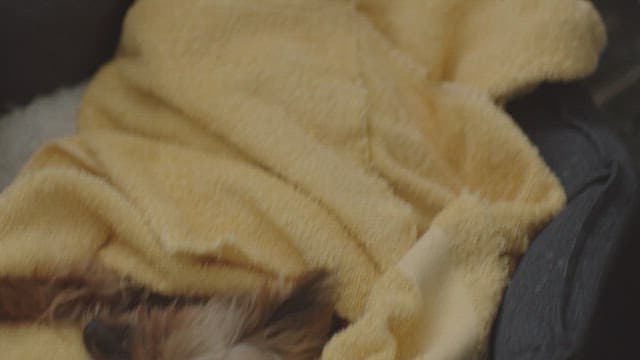 Hand stroking a sleeping puppy in a yellow towel