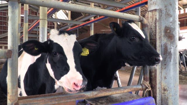 Two cows in a barn chewing cud behind a metal fence