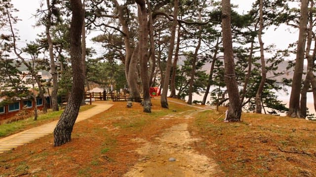 Serene forest path with pine trees