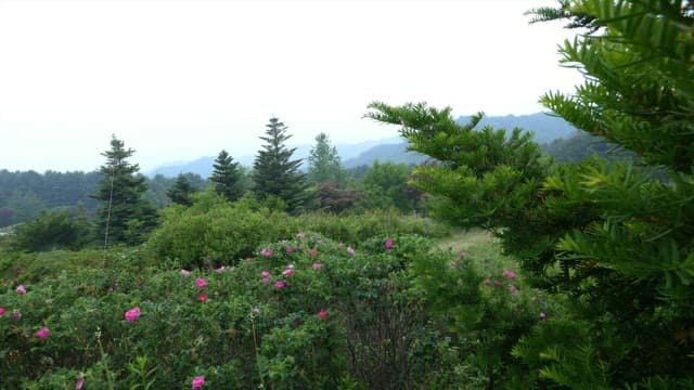 Dense forest with blooming pink flowers and scenic mountain backdrop