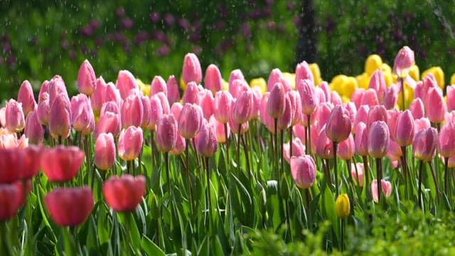 Watering Tulips with Sprinkler in a Vibrant Garden