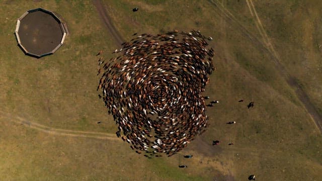 Roundup of Herd of Horses in the Meadow