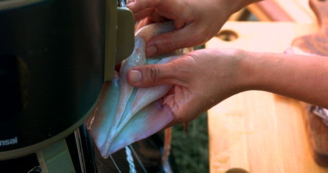 Preparing Fresh Squid with a Kitchen Tool