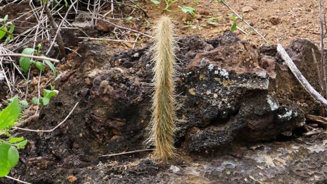 Cactus plants flourishing in a rugged terrain