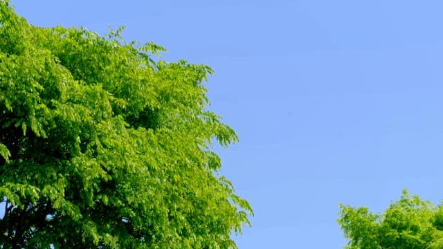 Green trees against a clear blue sky