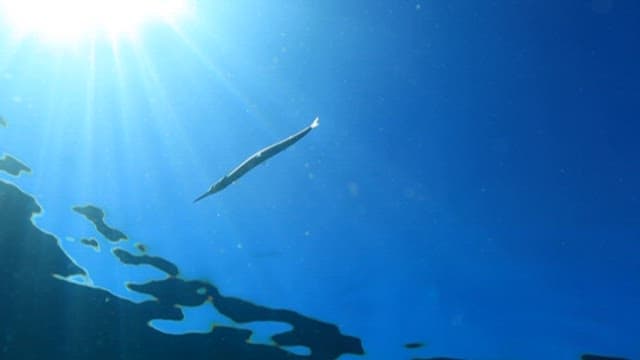 Sunlit Ocean Waters with a Graceful Fish