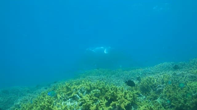Manta Ray Swimming Over Coral Reef