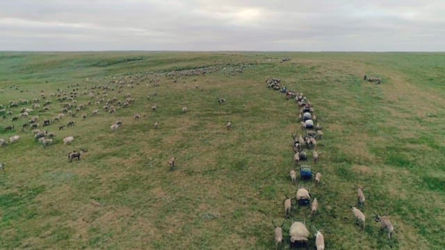 Herd of Reindeer and People in Vast Landscape