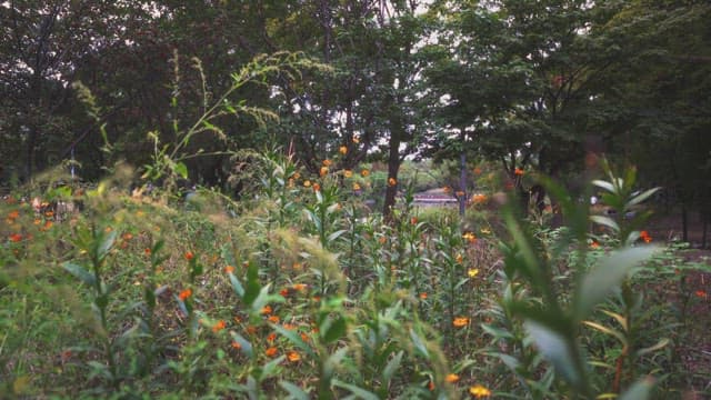 Lush forest with vibrant wildflowers