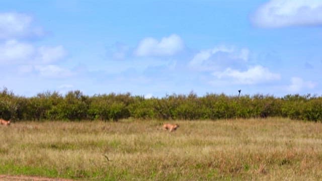 Cheetah Running Across the Grassland
