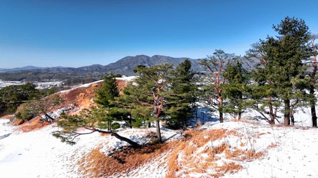 Snow-Covered Landscape with Evergreen Trees