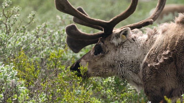 Caribou Grazing on Vibrant Green Foliage