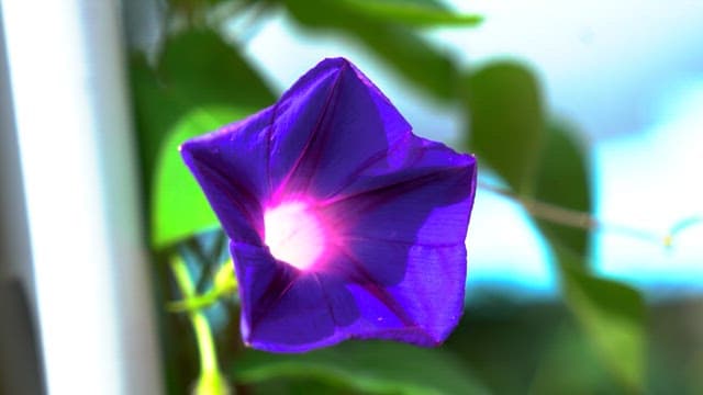 Vibrant purple morning glory flower blooming outdoors
