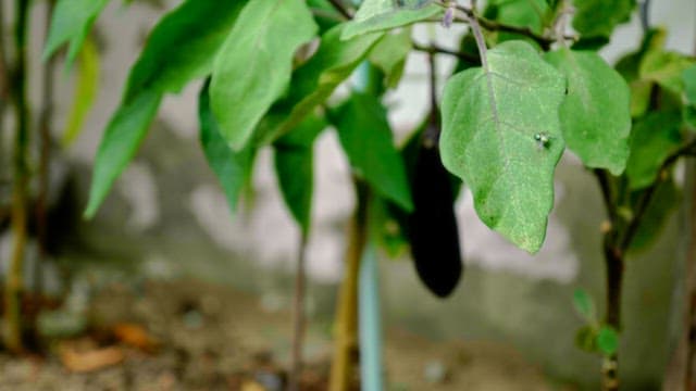 Green branch leaves on which flies crawl