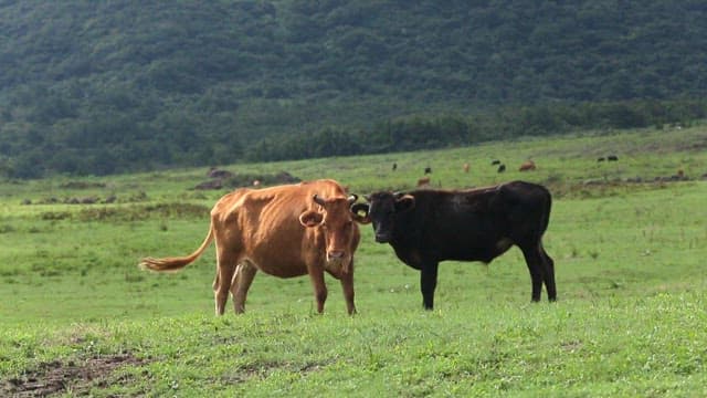 Two cows standing in a green field
