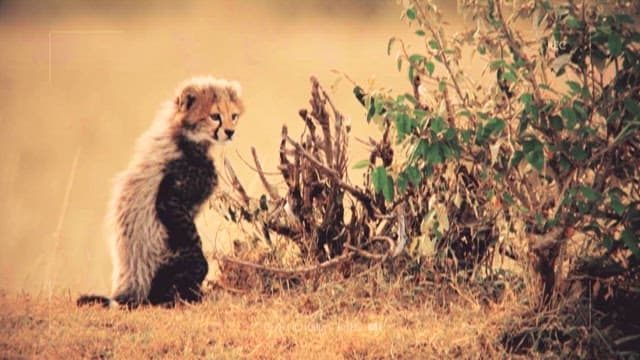 Playful Cheetah Cub Interacts with its Mom