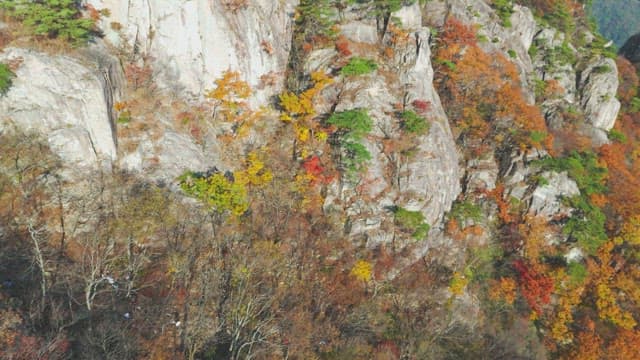 Autumn foliage on a rocky mountain