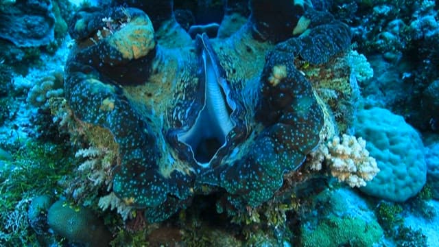 Giant Clam in Its Vibrant Marine Habitat