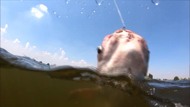 Fish struggling on a fishing line