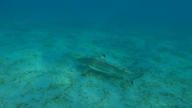 Lone Shark Swimming Over Seabed