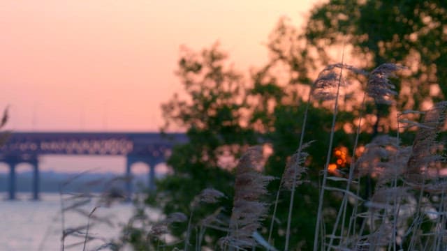 Sunset view with bridge and reeds